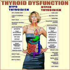 thyroid image