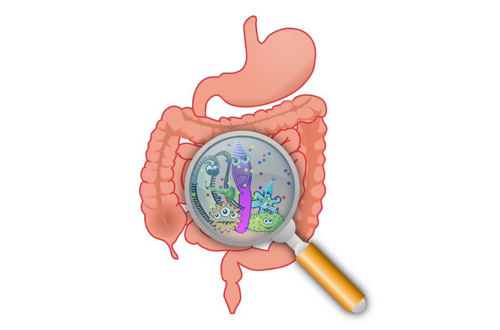 IBS and SIBO (Small Intestinal Bacteria Overgrowth) – is there a connection?